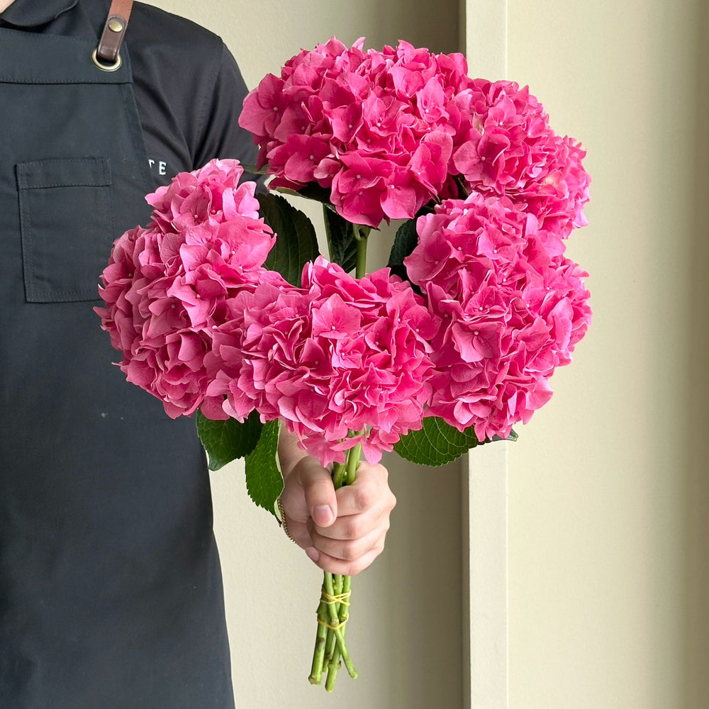 Hydrangeas - Rodeo Rood