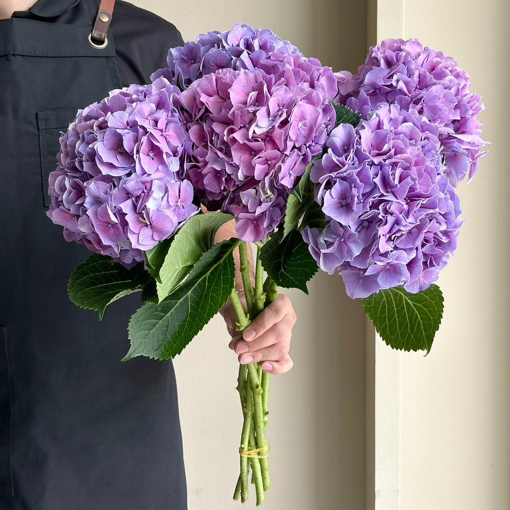 Hydrangeas - Cassanova Purple