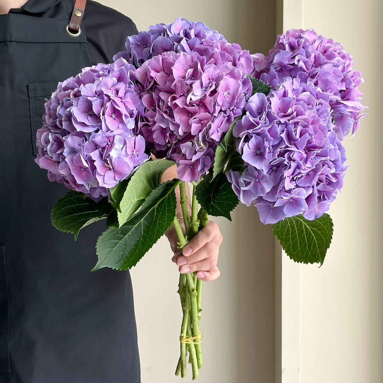 Hydrangeas - Cassanova Purple