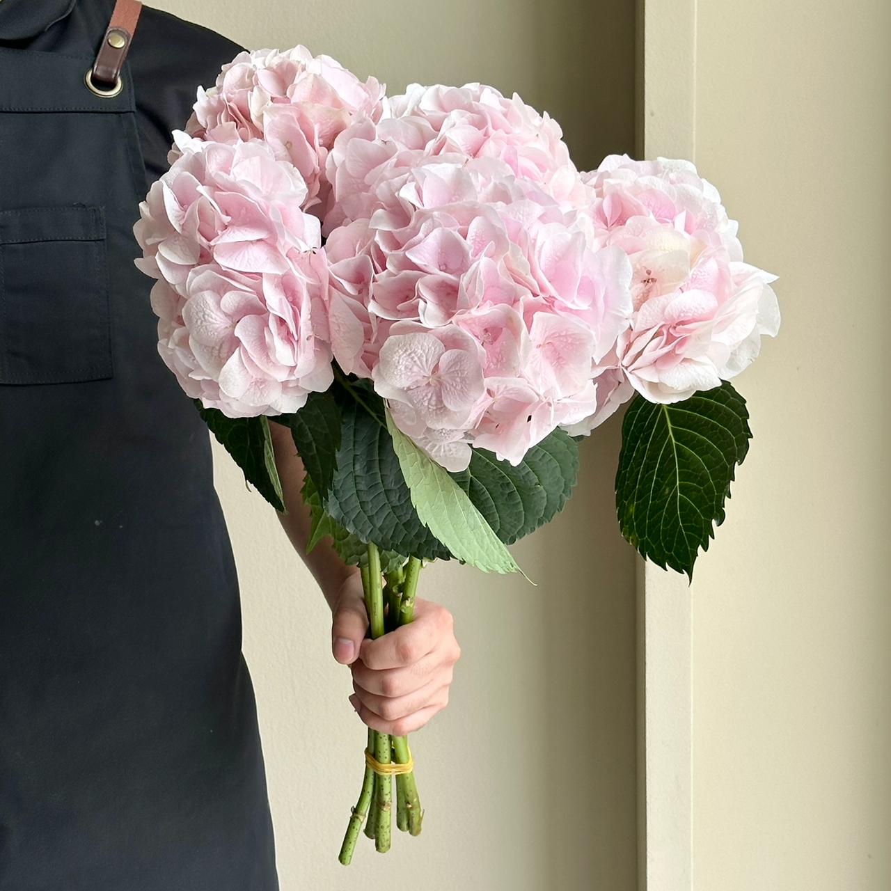 Hydrangeas - My Pinktouch Light Pink