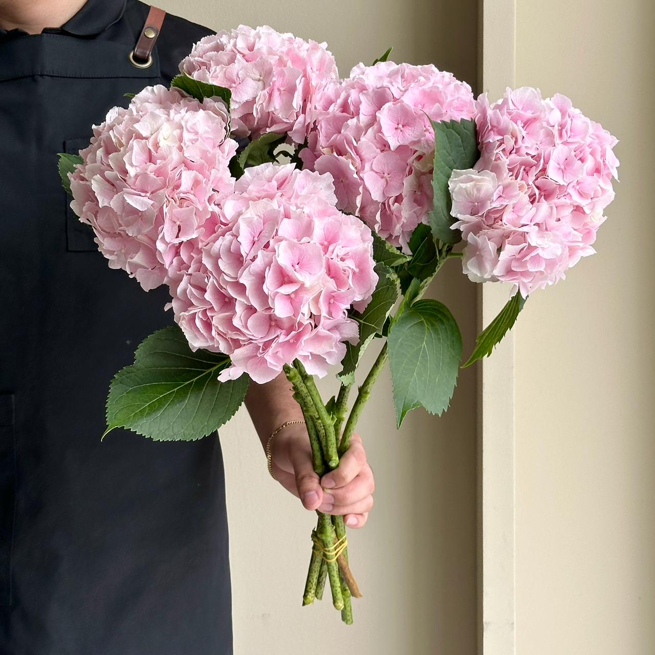 Hydrangeas - Verena Light Pink