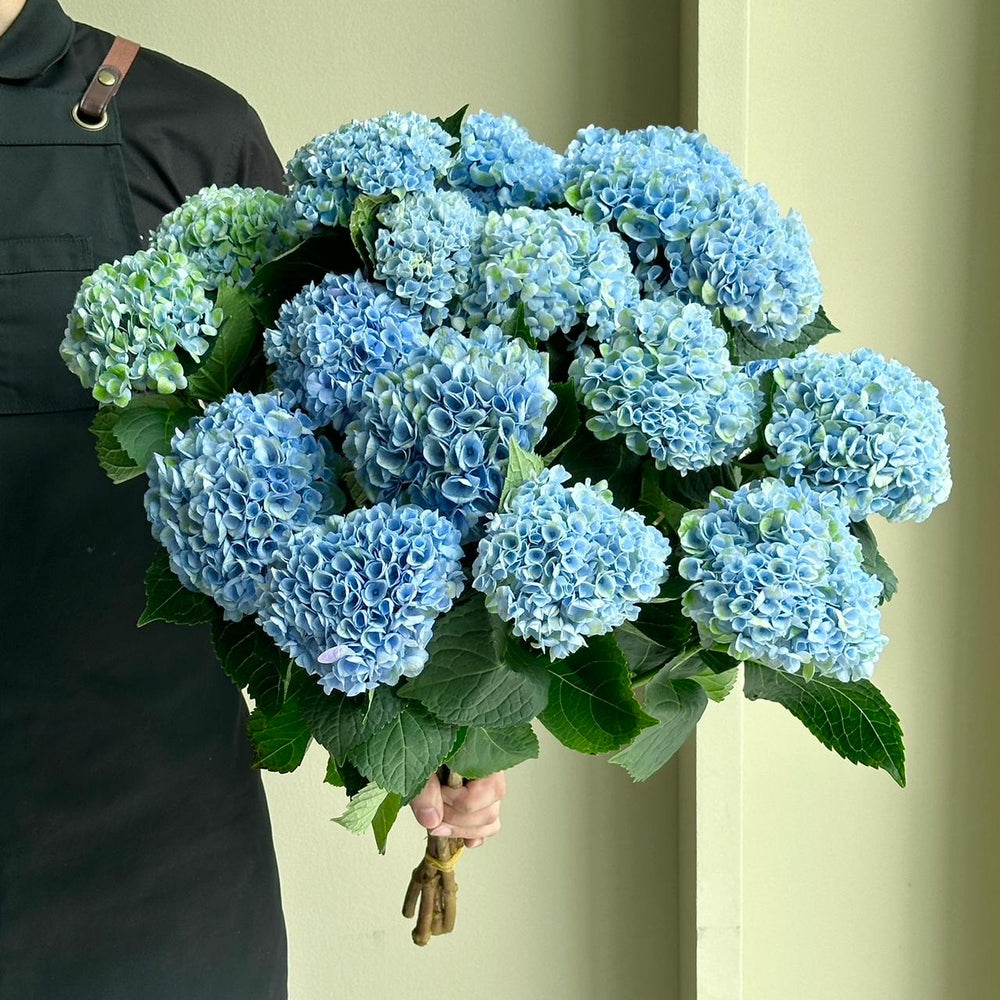 Hydrangeas - Revolution Light Blue