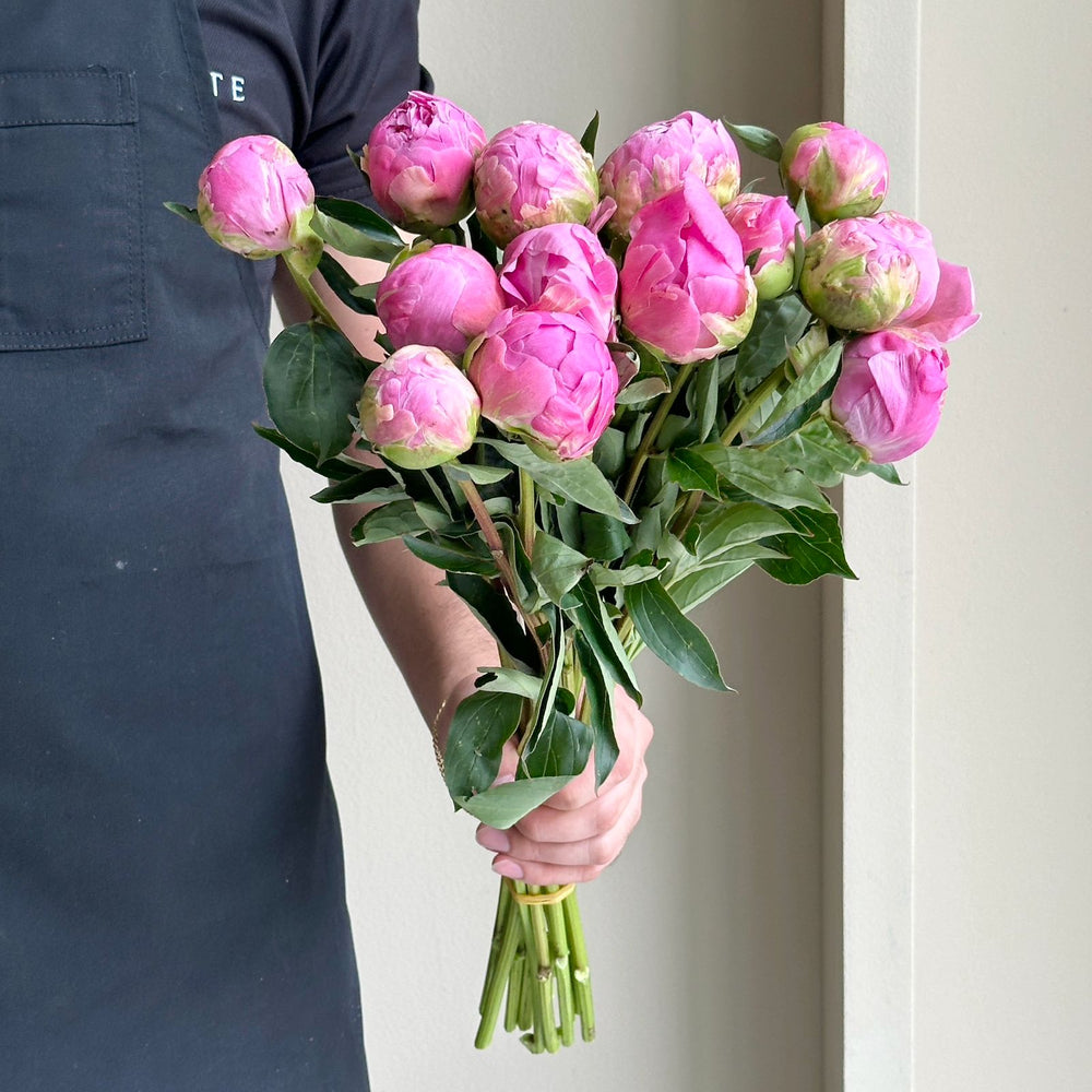 Peonies - Jacorma Pink