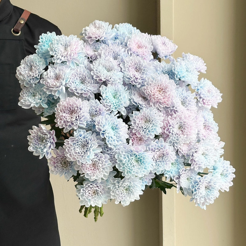 Chrysanthemums- Altaj Gender Party ( 10 Stems )