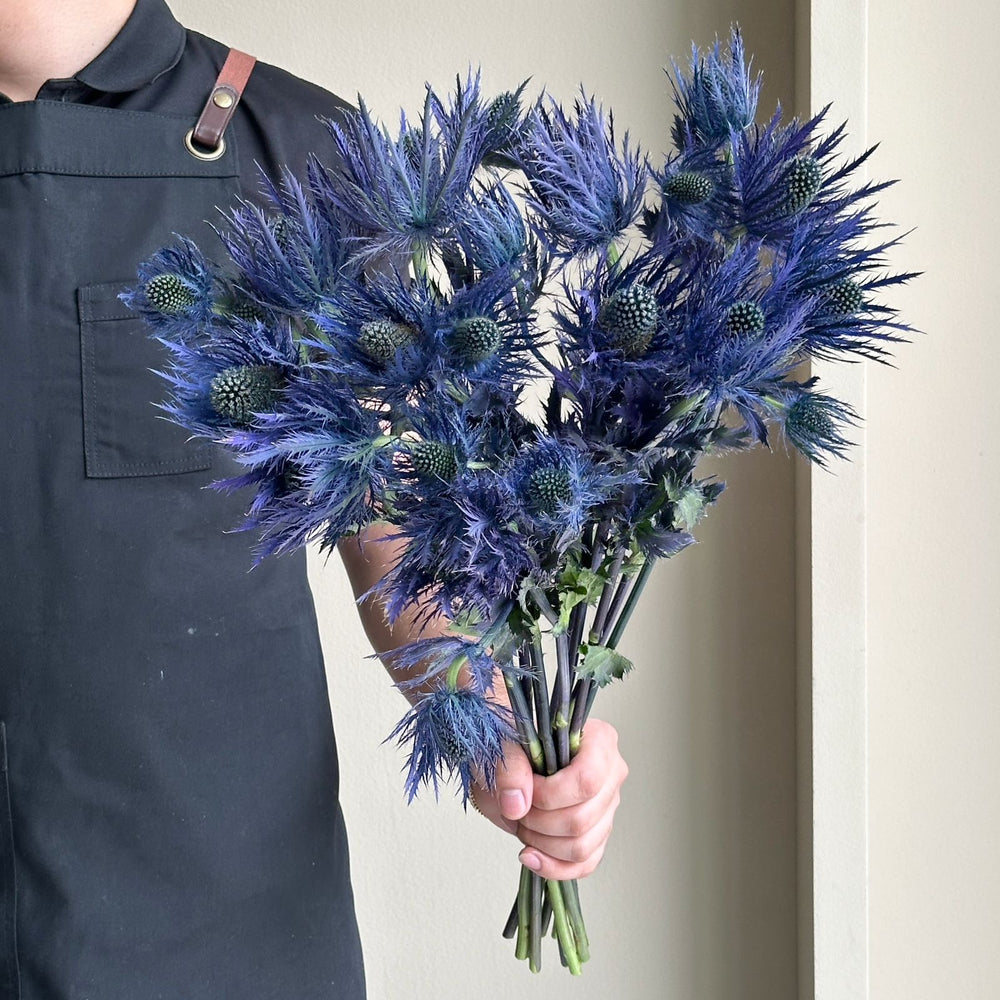 Eryngium - Alpinum White Star (10 Stems)