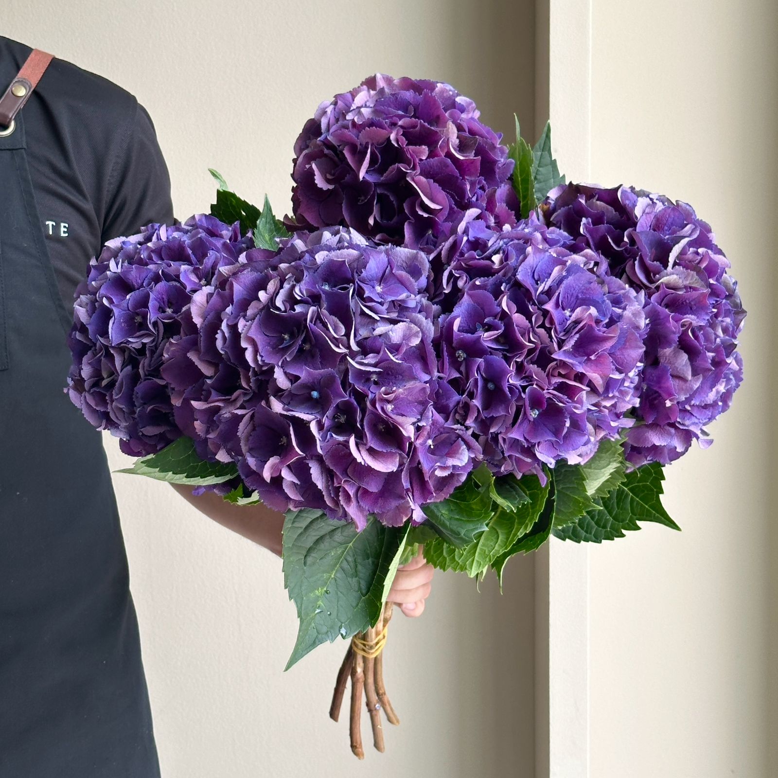 Hydrangeas - Royal King