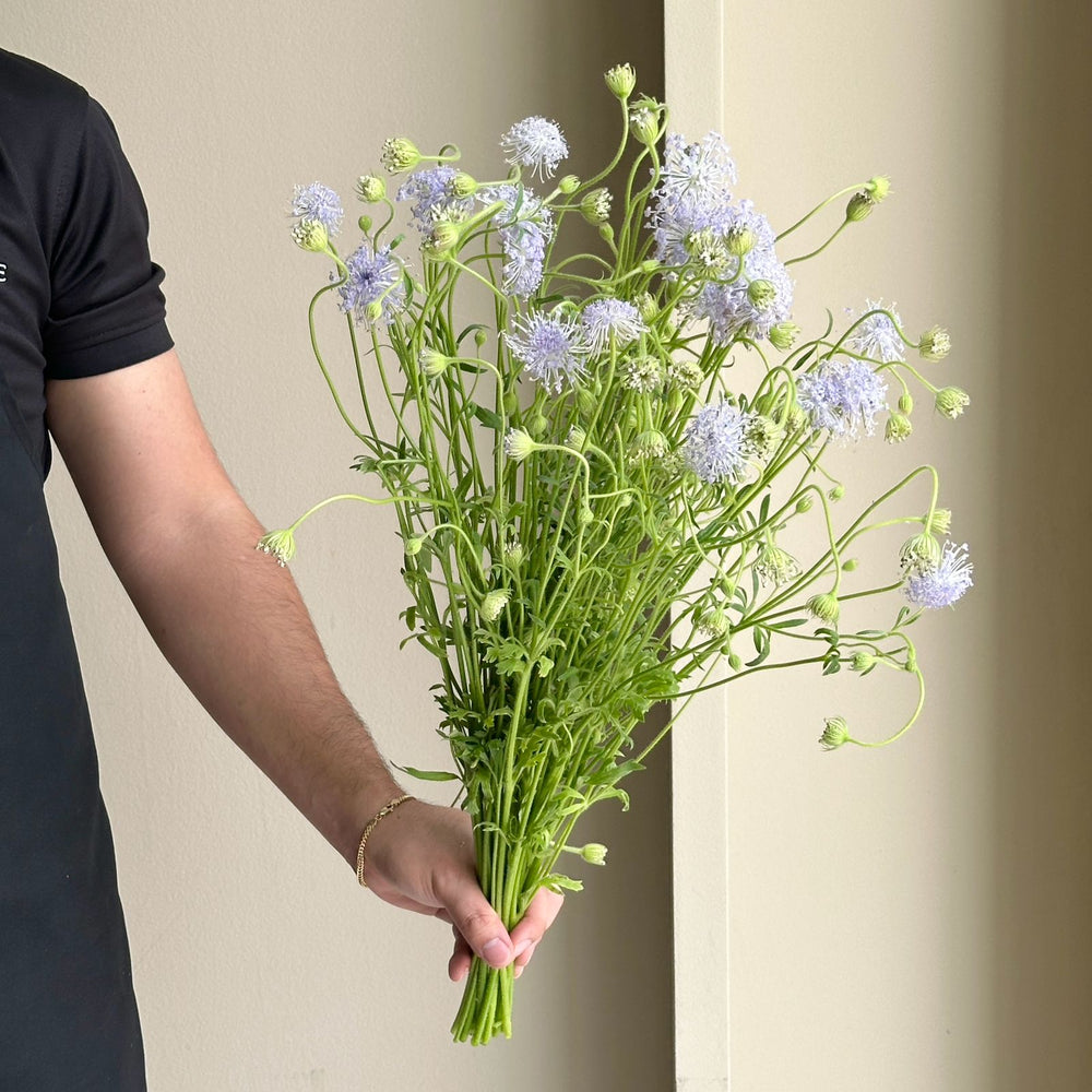 Didiscus - Lacy Lavender Blue
