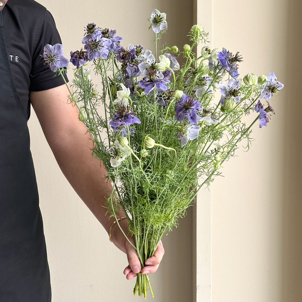 Nigella Hispanica Ov