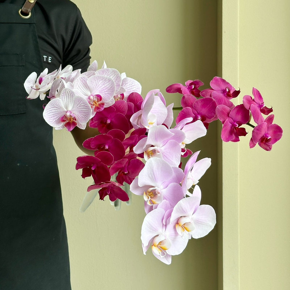 Phalaenopsis Orchid - Blushing Symphony Mix (4 Stems)