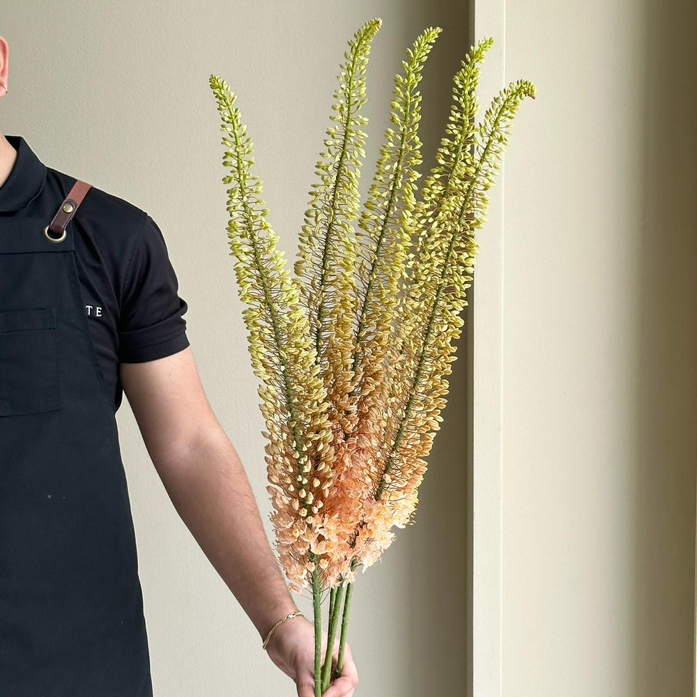 Foxtail Lilies - Olgae Eremurus XL (5 Stem)