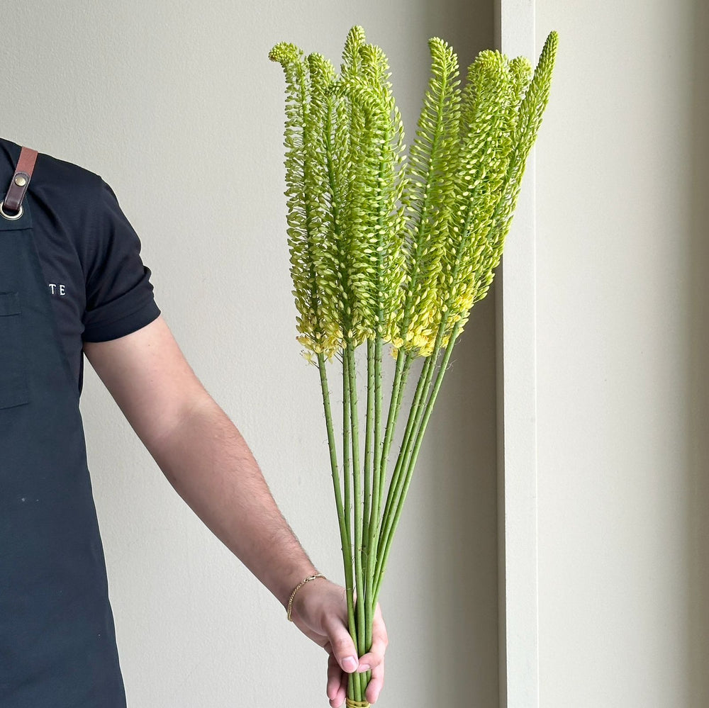 Foxtail Lilies - Bolero Eremurus Green (10 Stem)
