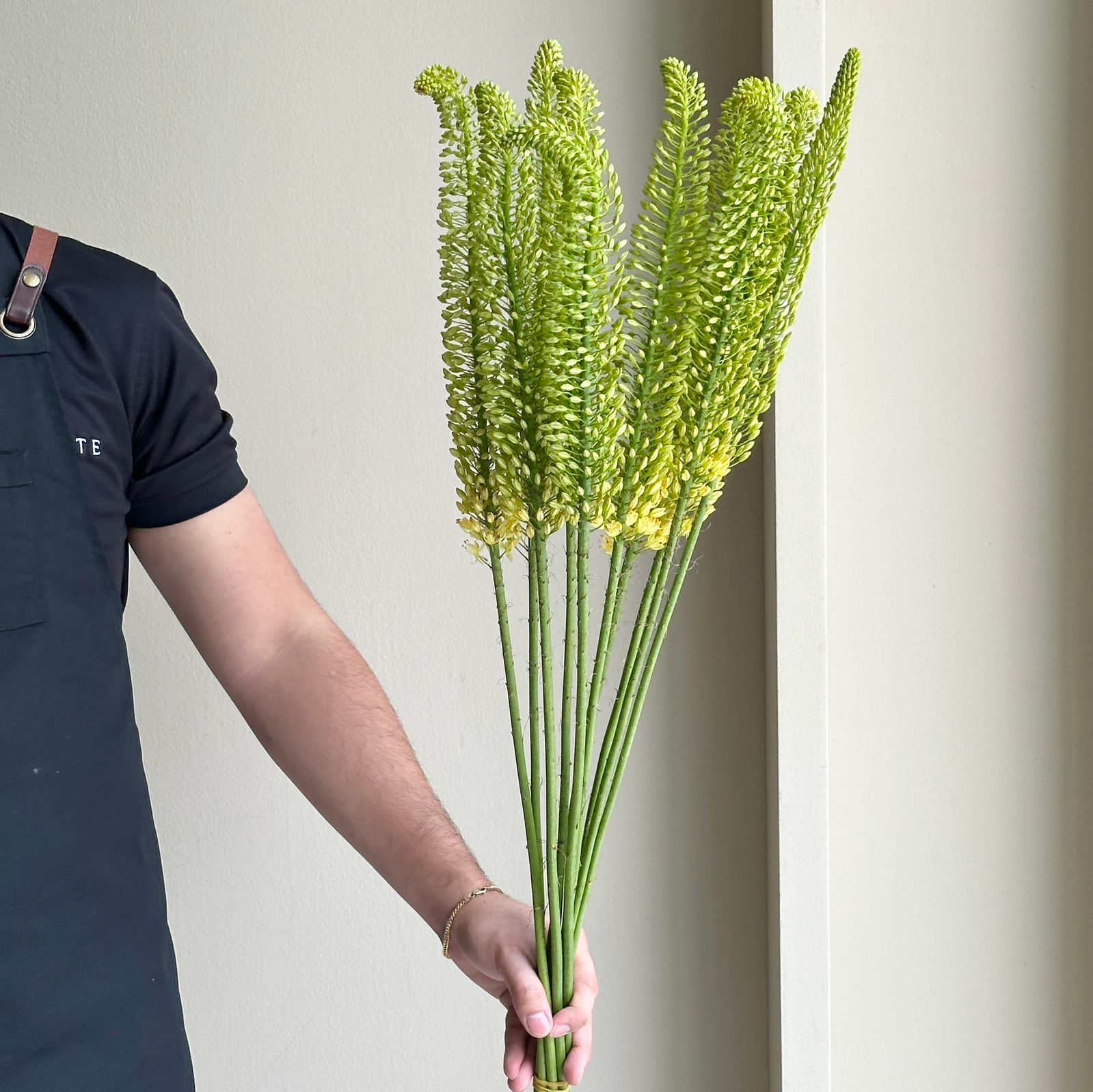 Foxtail Lilies - Bolero Eremurus Green (10 Stem)