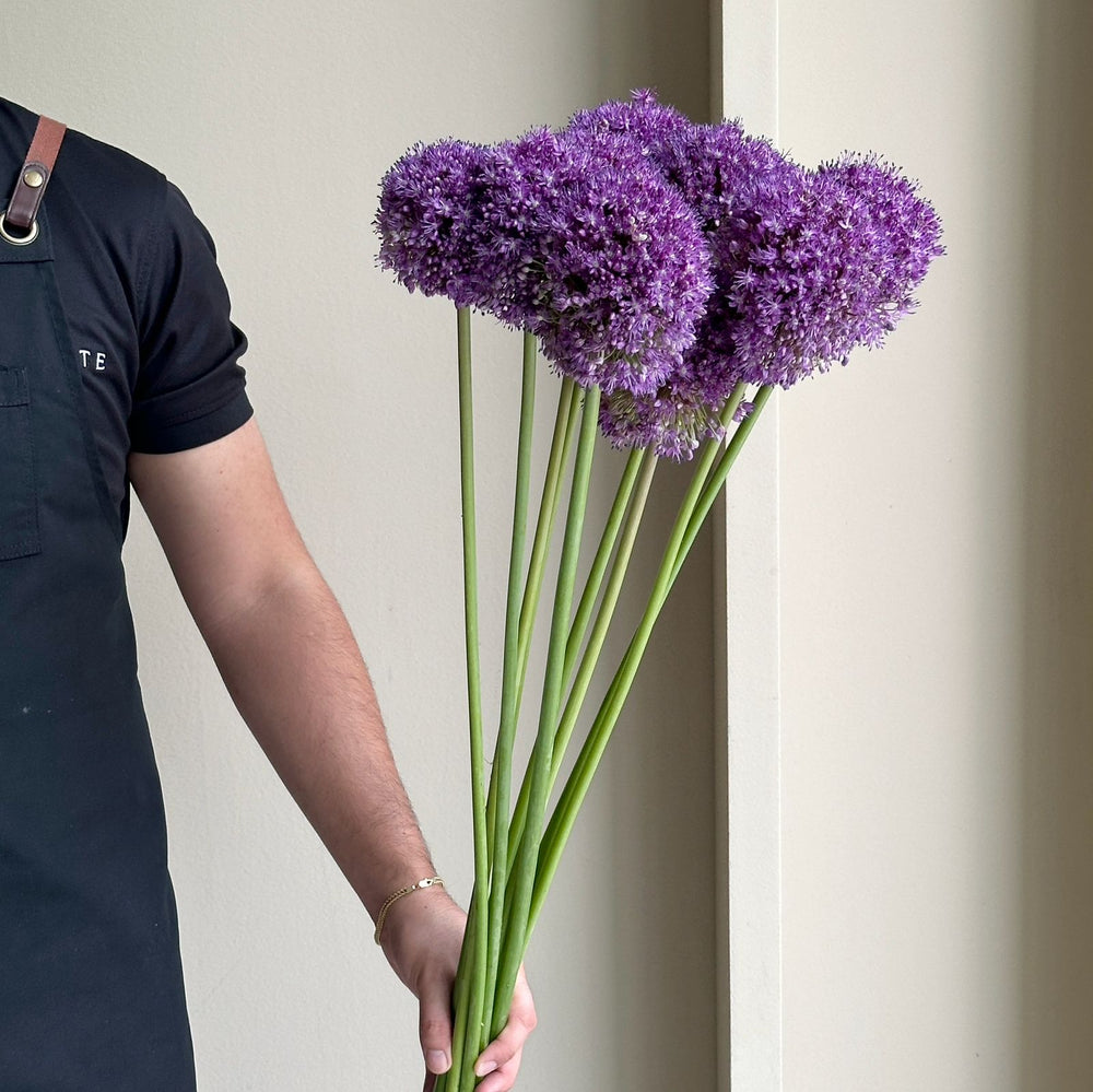 Alliums - Dark Knight