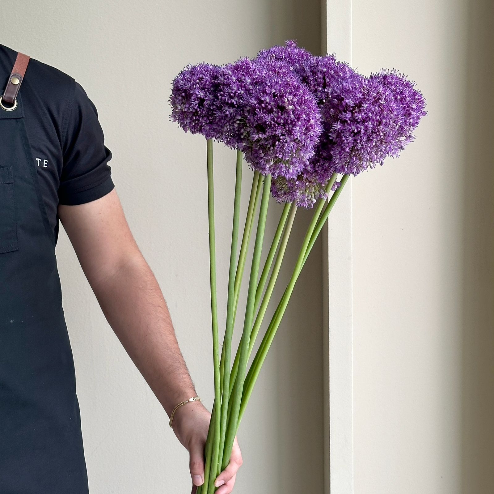 Alliums - Dark Knight