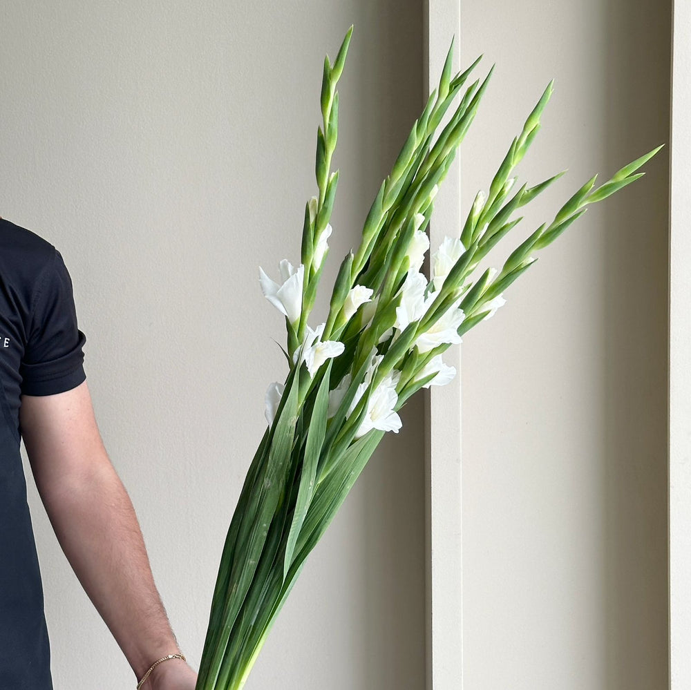 Gladioli - Amsterdam white