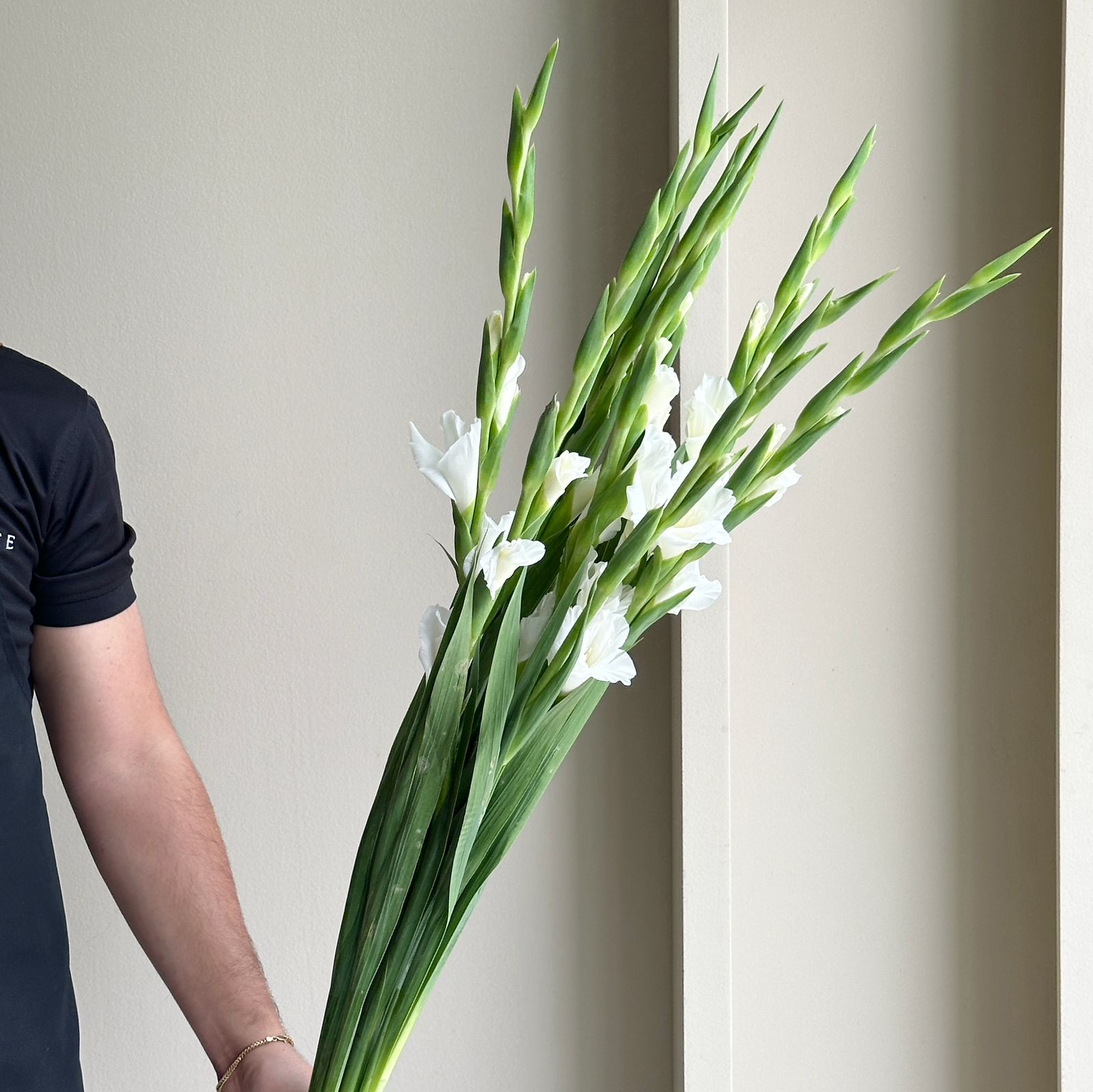 Gladioli - Amsterdam white