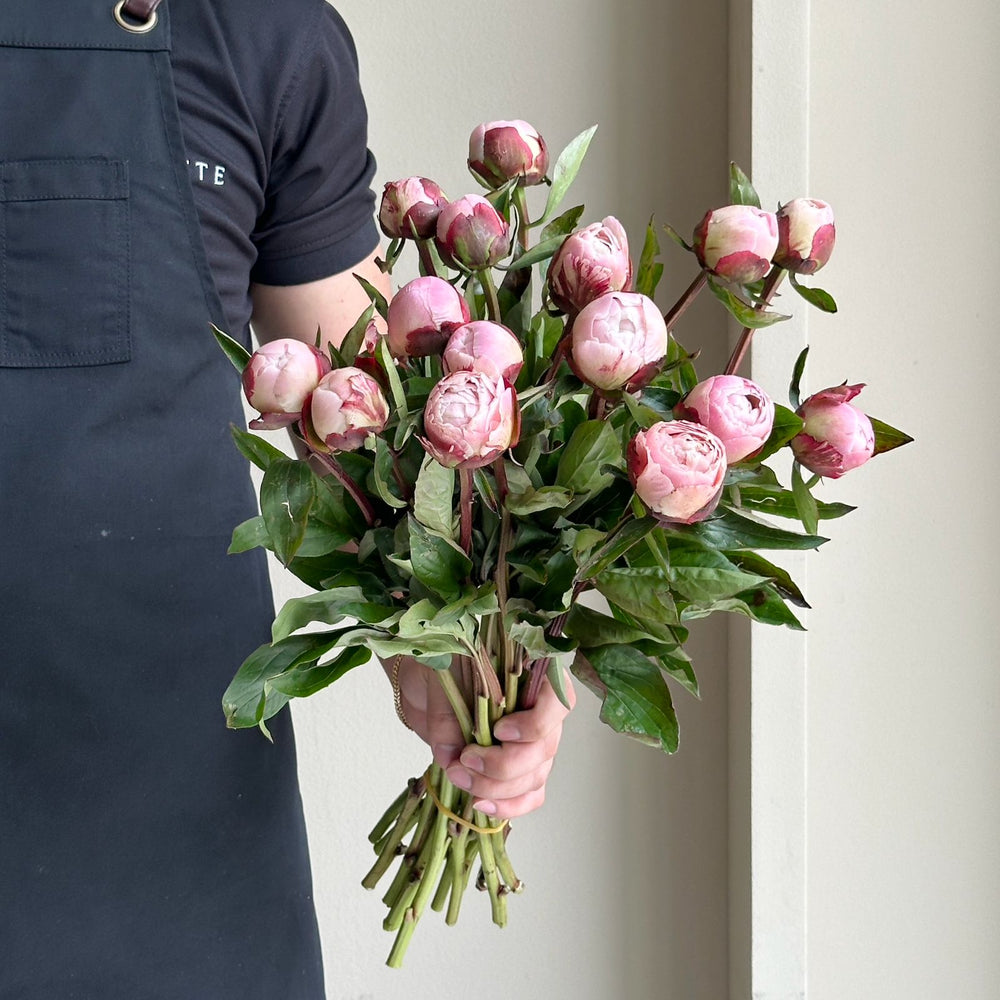 Peonies - Gardenia Light Pink Mini (15 Stem)