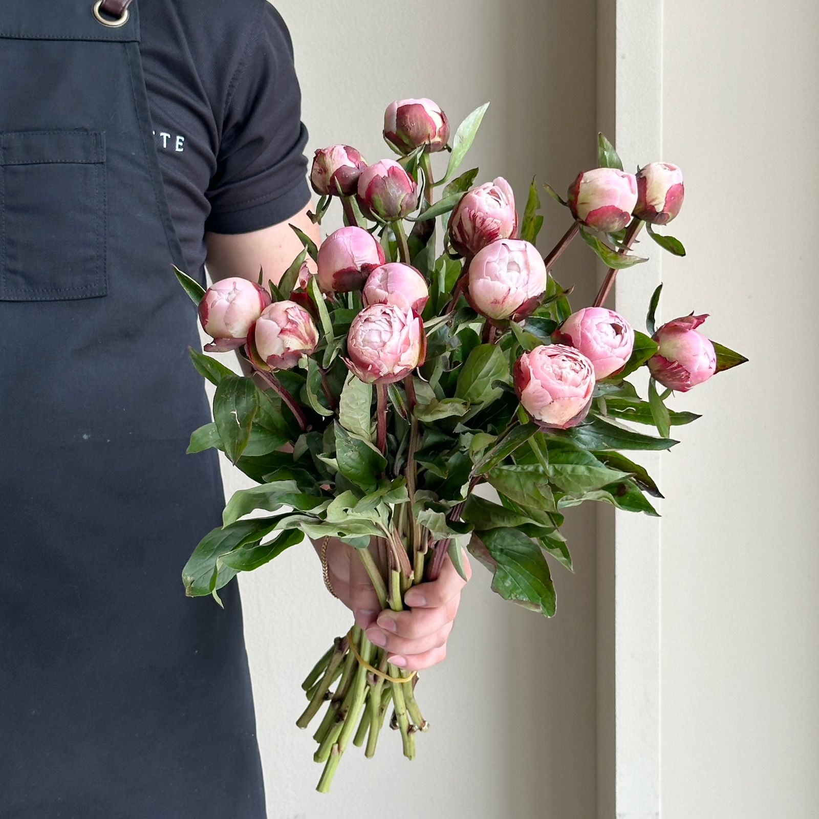 Peonies - Gardenia Light Pink Mini (15 Stem)