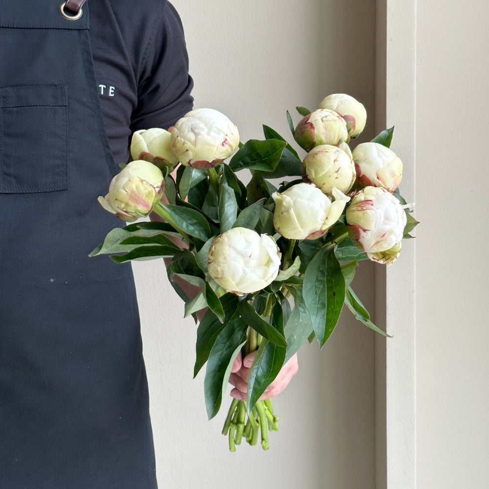 Peonies - Elsa Sass White