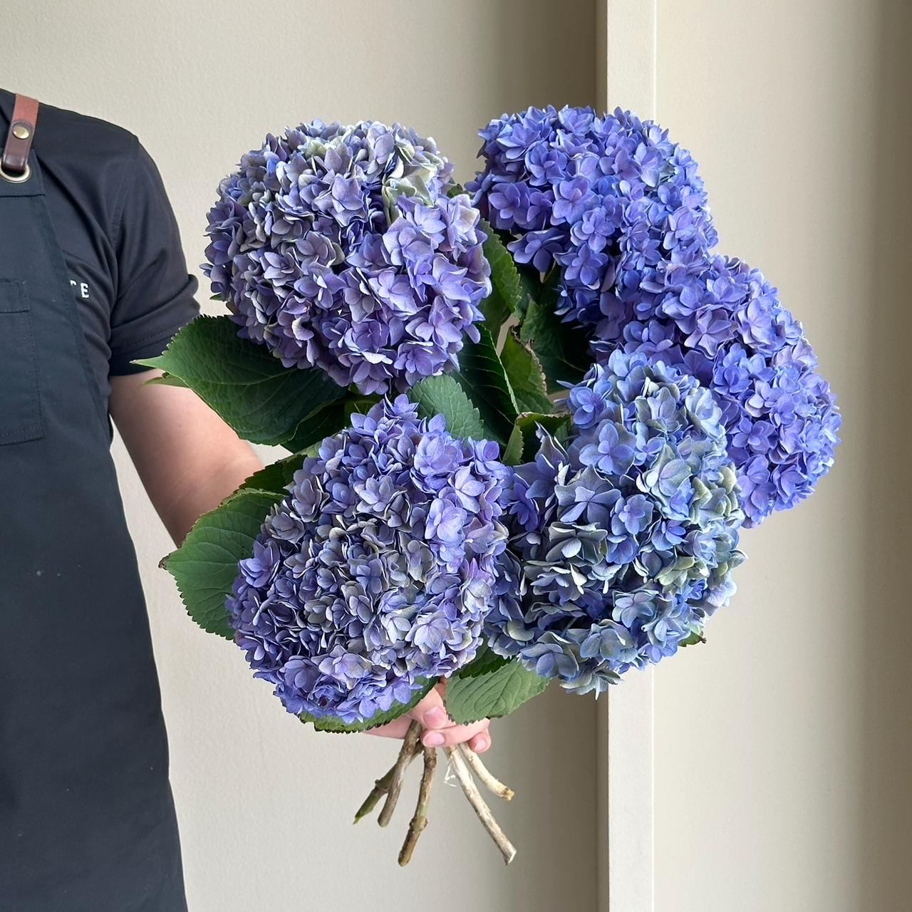 Hydrangeas - Royal Kiss Classic Lavender