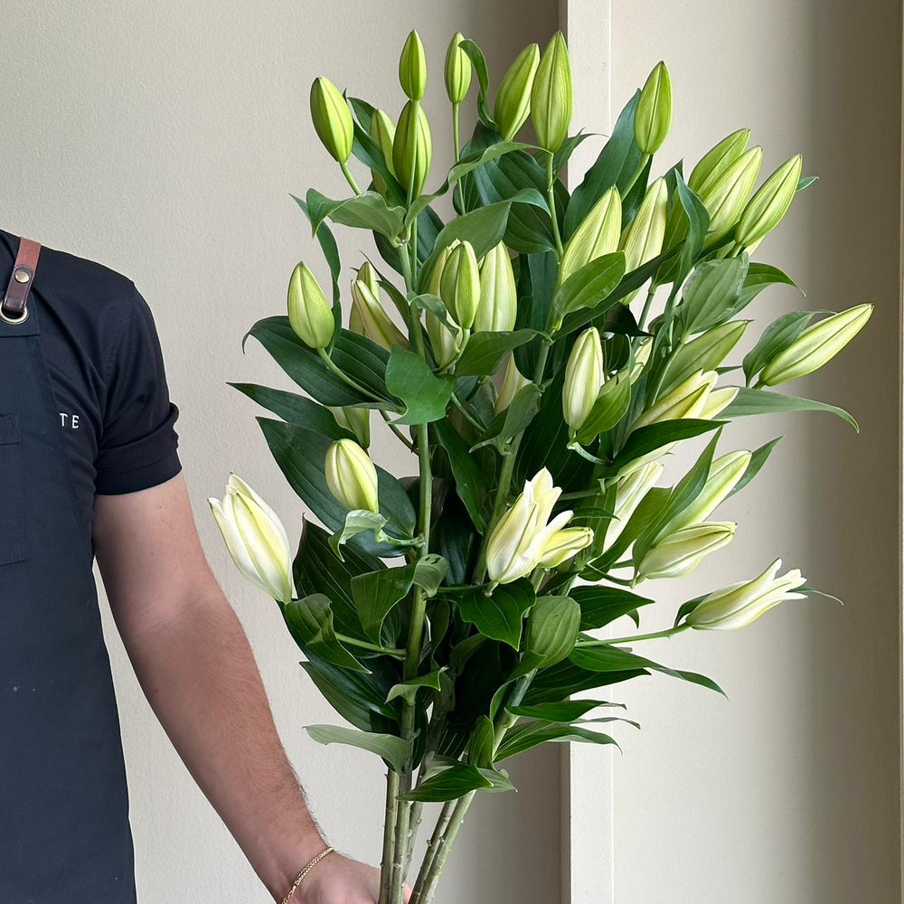 Lilies Oriental - Dutch Mountain White