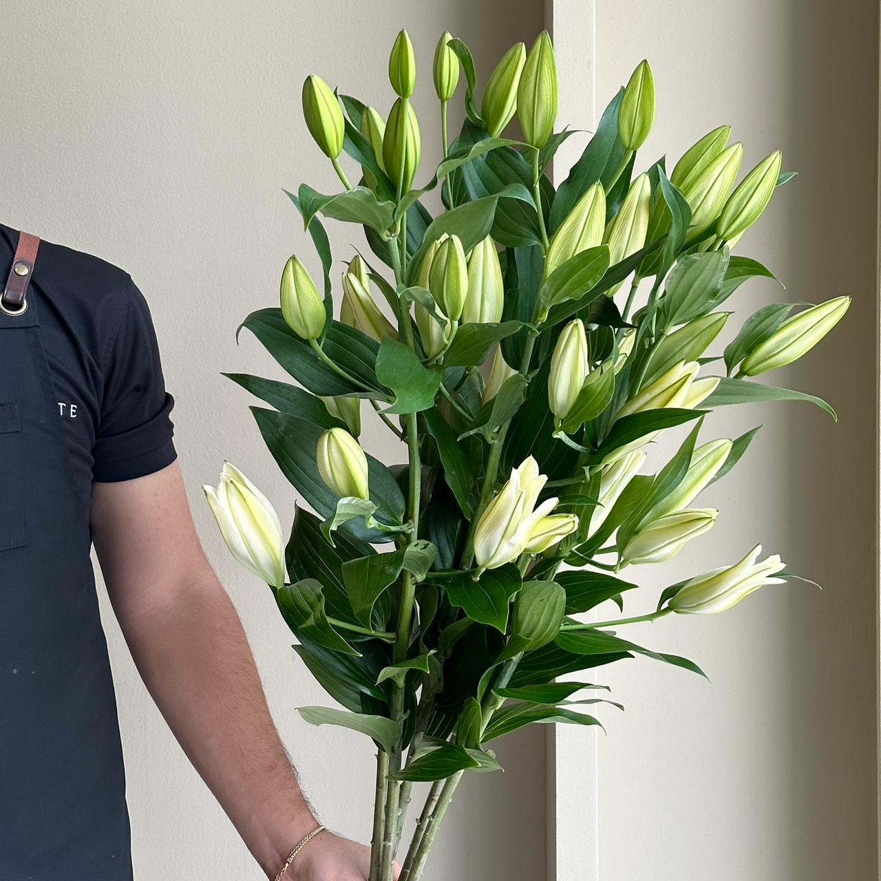 Lilies Oriental - Dutch Mountain White