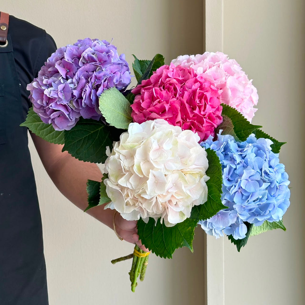 Hydrangeas - Harmony Mix