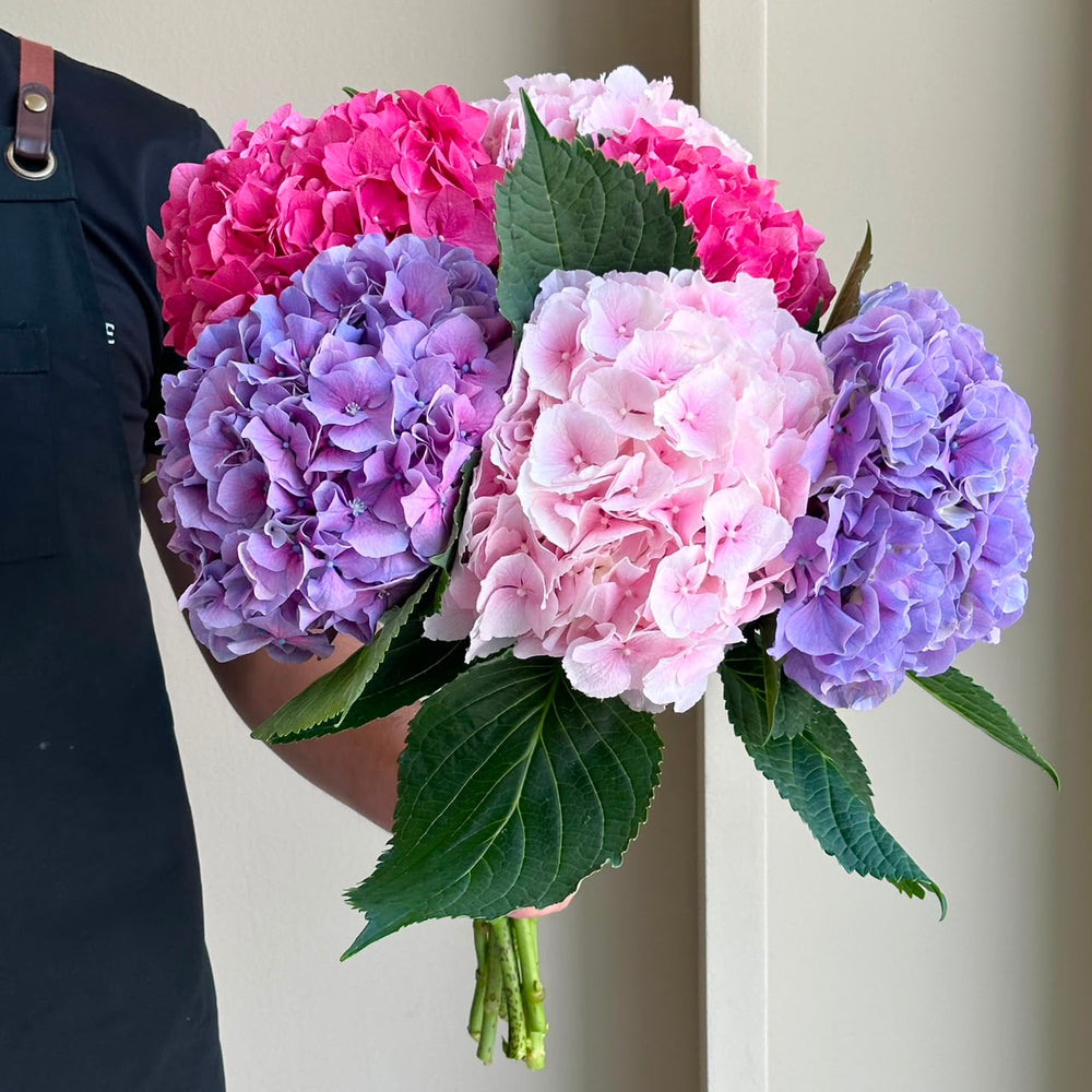 Hydrangeas - Rosé Cloud Mix