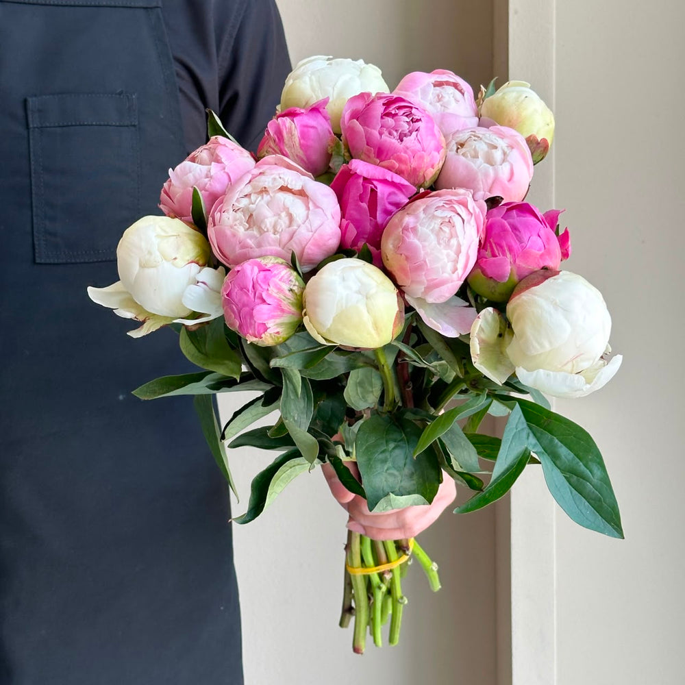 Peonies - Blush Reverie Mix (15 Stems)