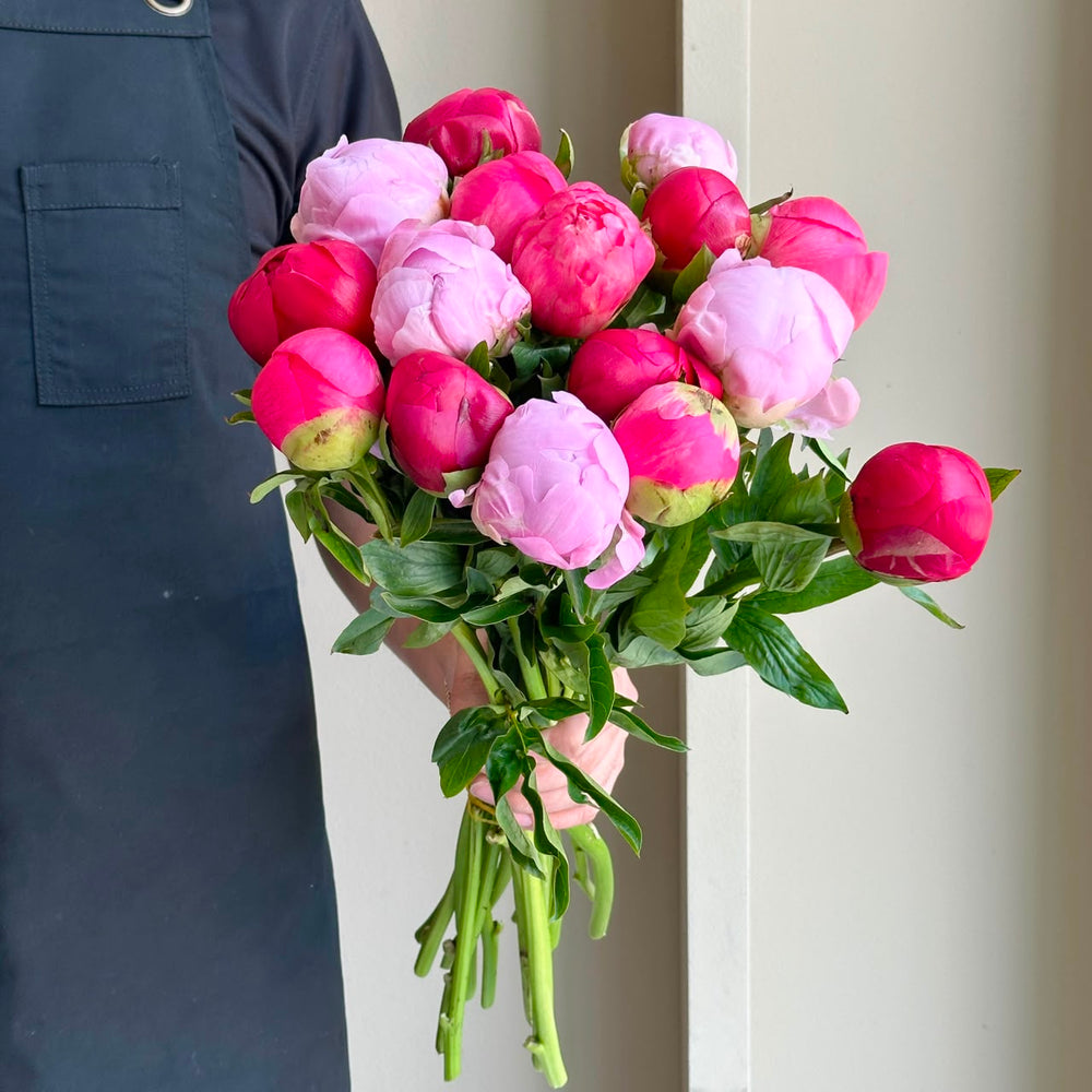 Peonies - Pink Champagne Mix (15 Stems)
