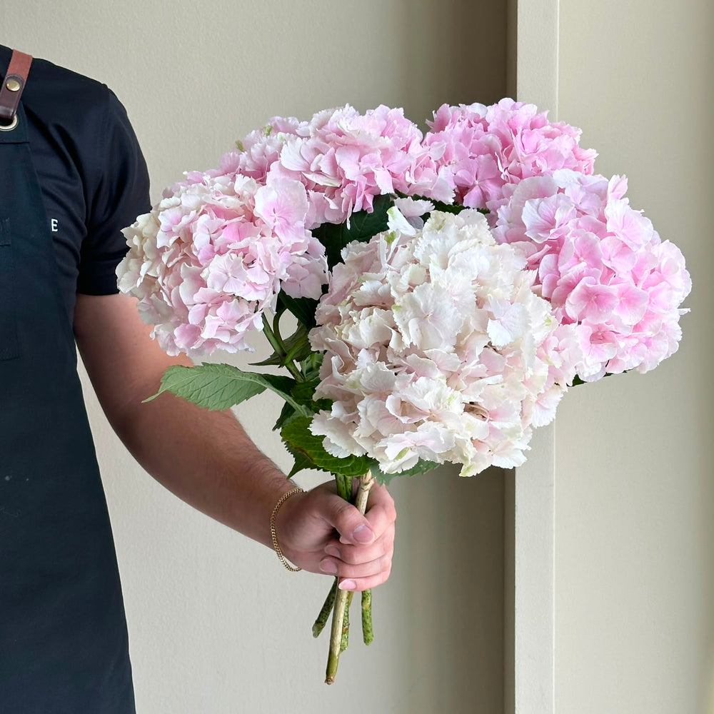 Hydrangea - Champagne Verena Pink