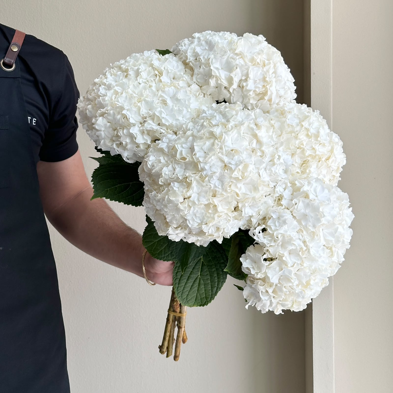 Hydrangeas - Royal Highness White XL