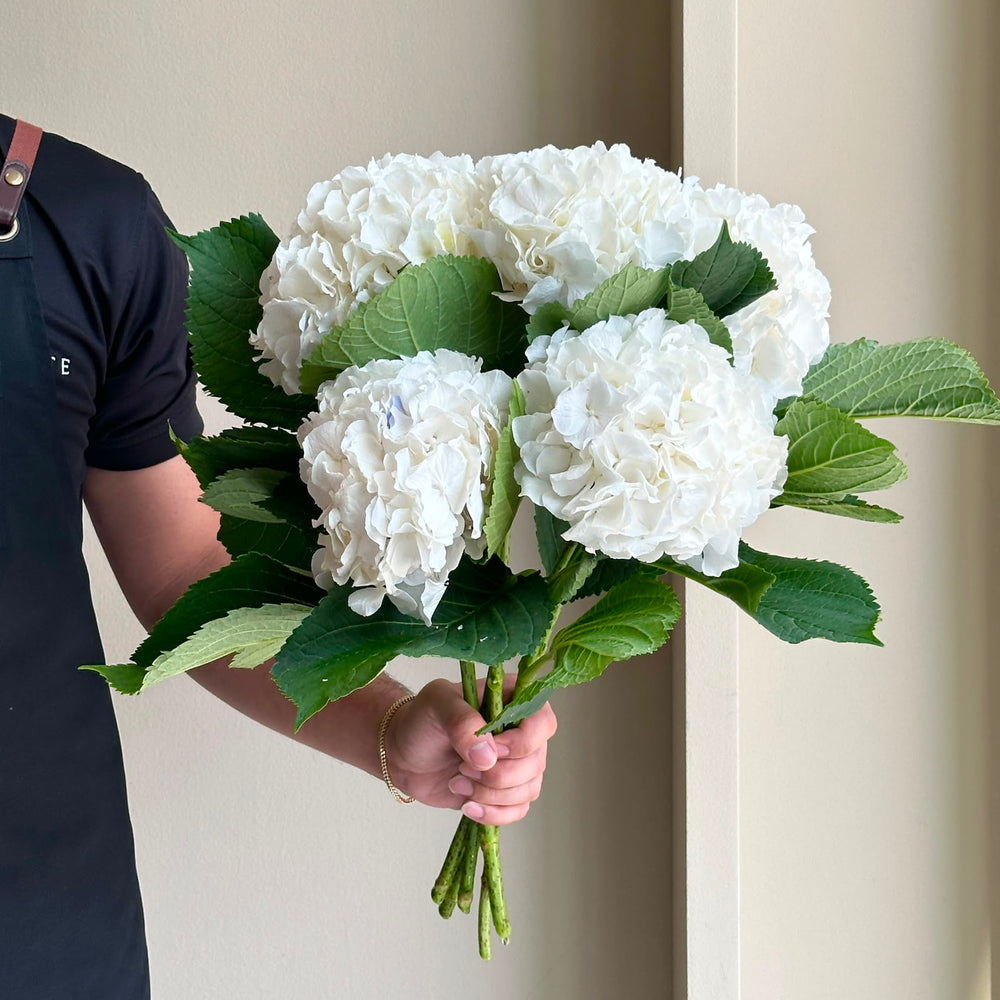 Hydrangeas - White Verena