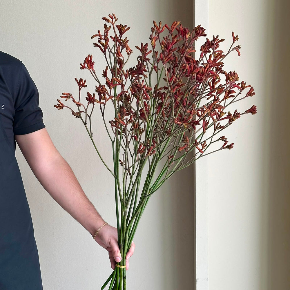 Kangaroo Paws - Alinta Red