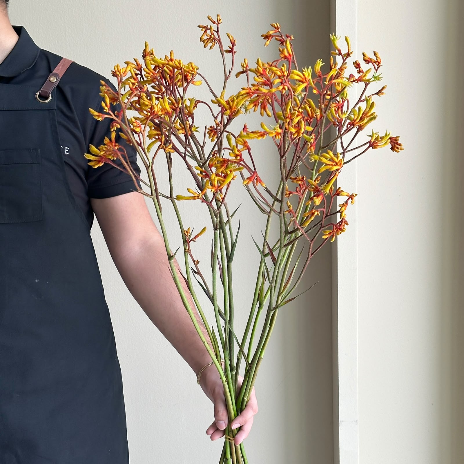 Kangaroo Paws - Gold Fever