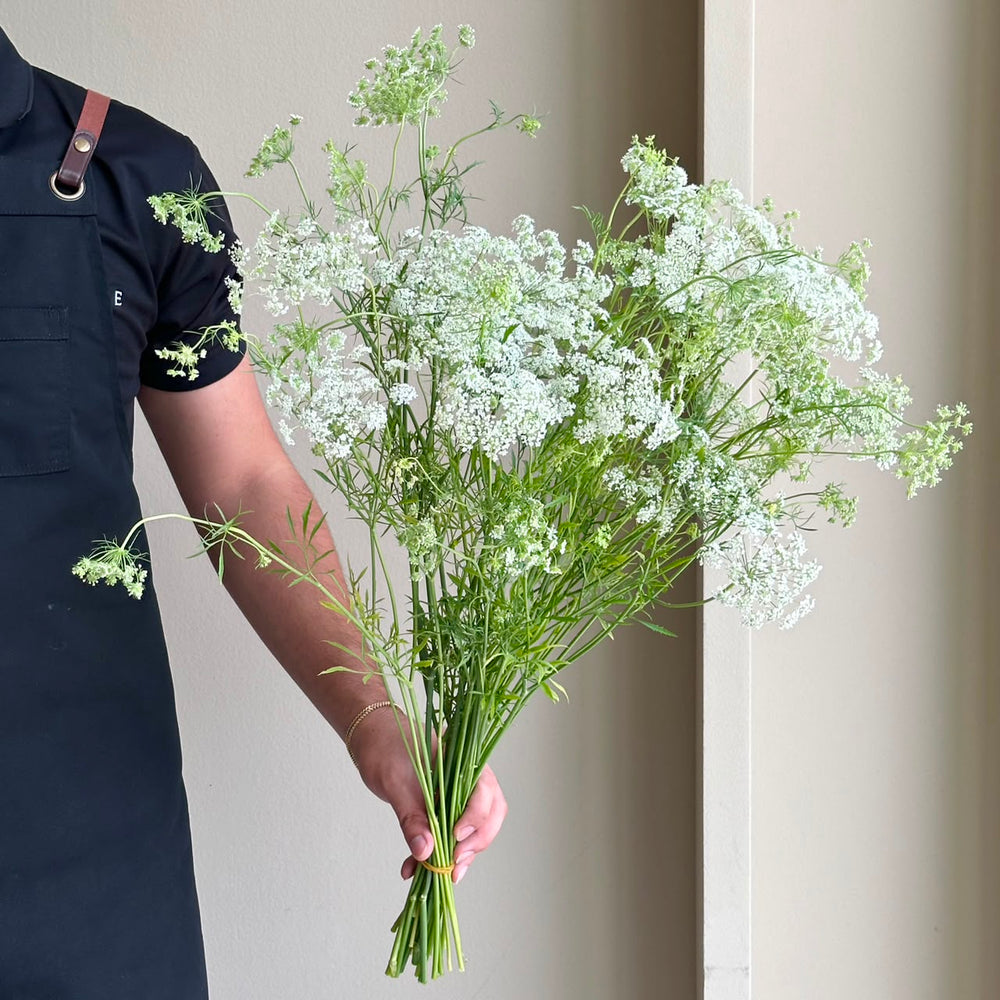 Ammi Majus Graceland (Queen Anne's Lace)
