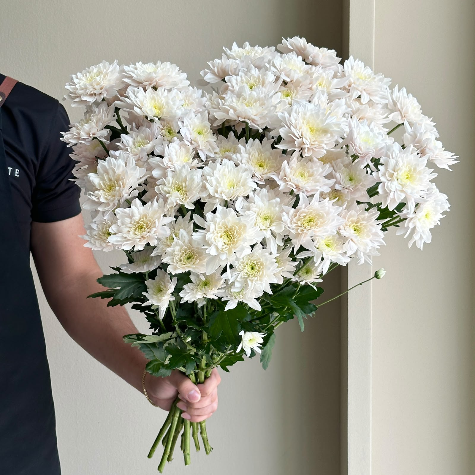 Chrysanthemum - Pastela Rose Pink