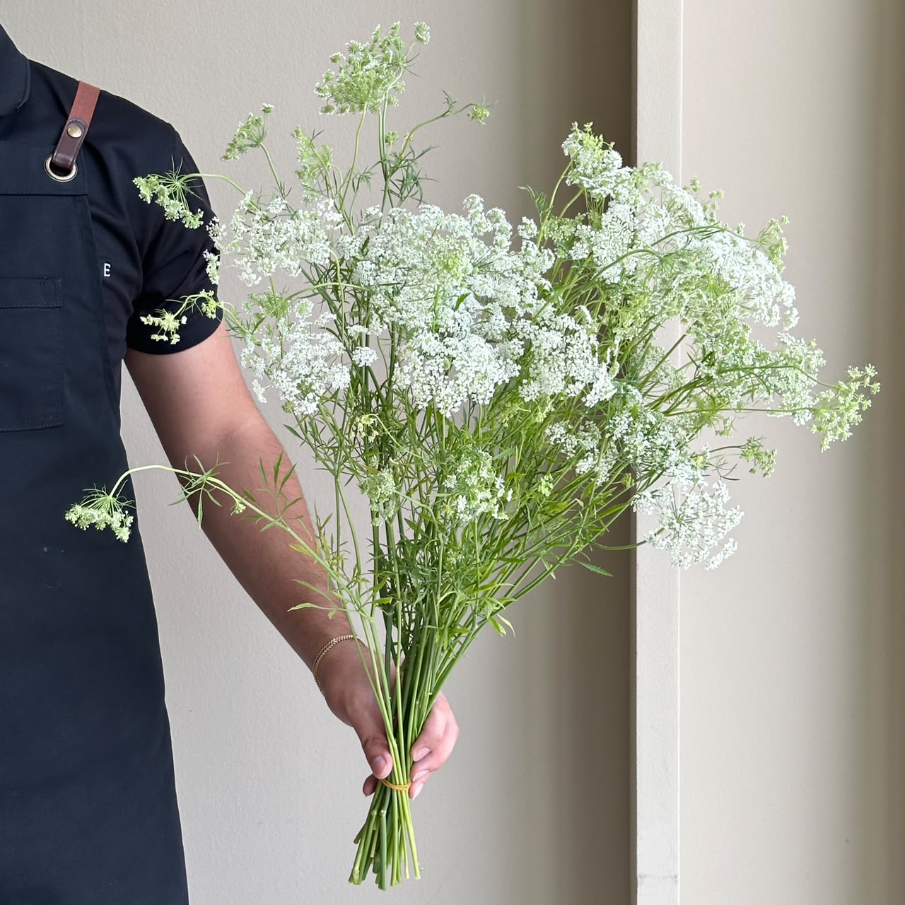 Ammi Majus Graceland (Queen Anne's Lace)