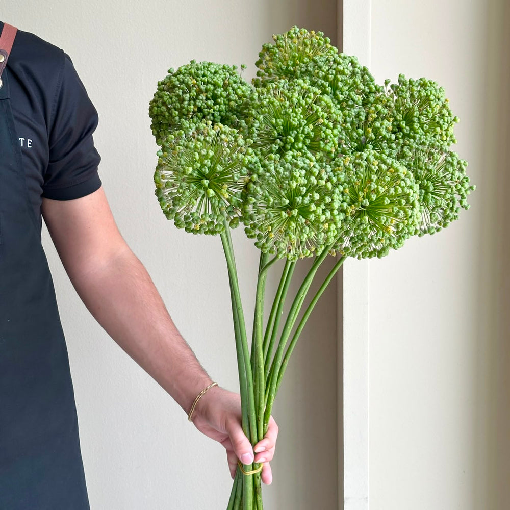 Allium Zaadbollen (10 Stem)