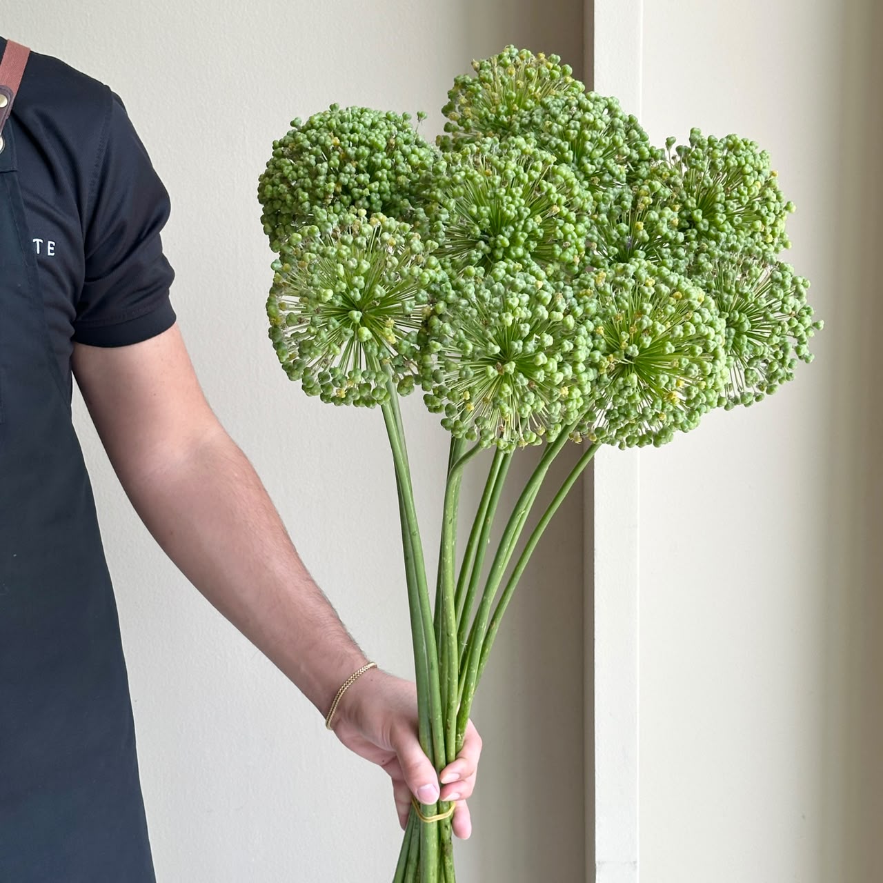 Allium Zaadbollen (10 Stem)