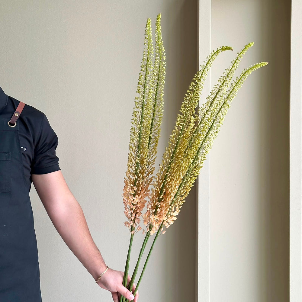 Foxtail Lilies - Pink Floyd (5 Stem)