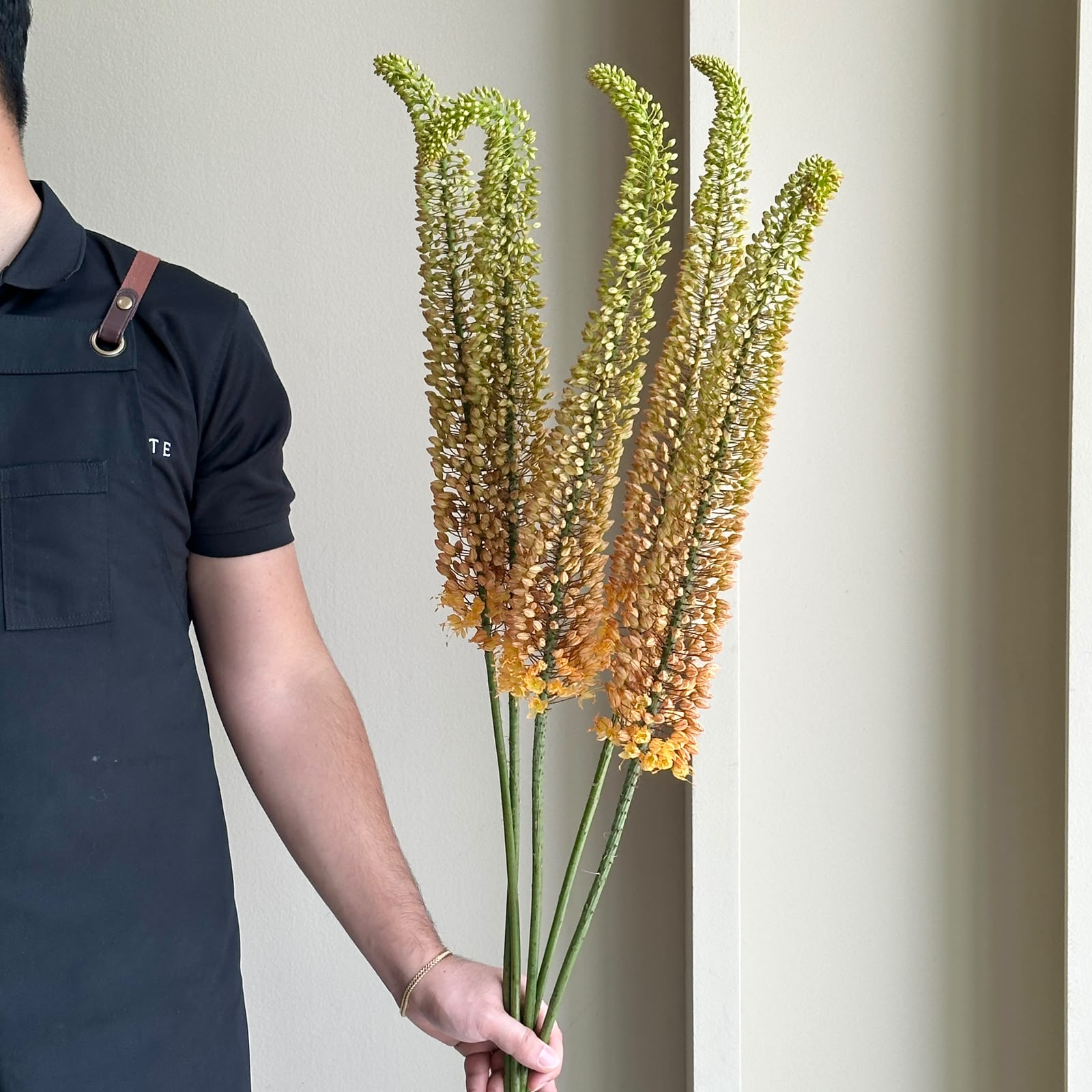 Foxtail Lilies - Emmy Ro (Eremurus) Orange (5 Stem)