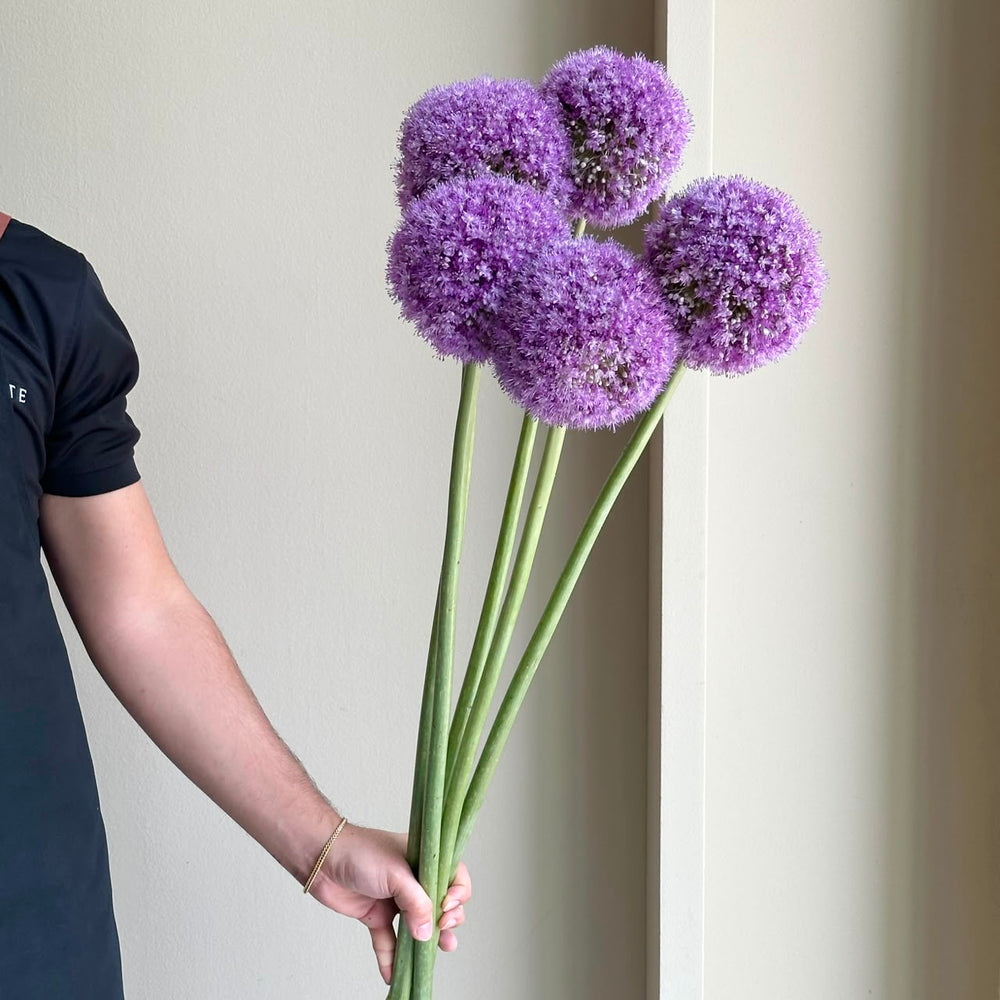 Alliums - Giganteum Purple Xl