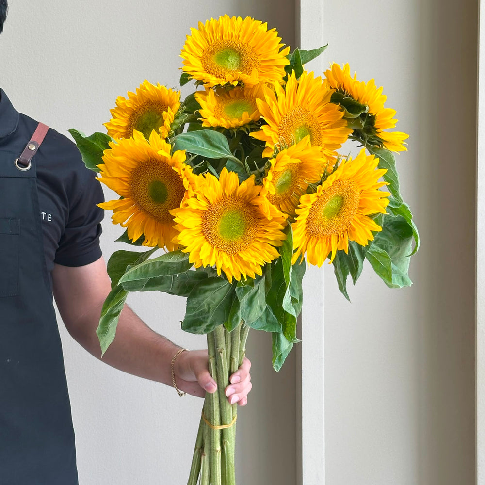 Sunflowers -  Sunquee Gold
