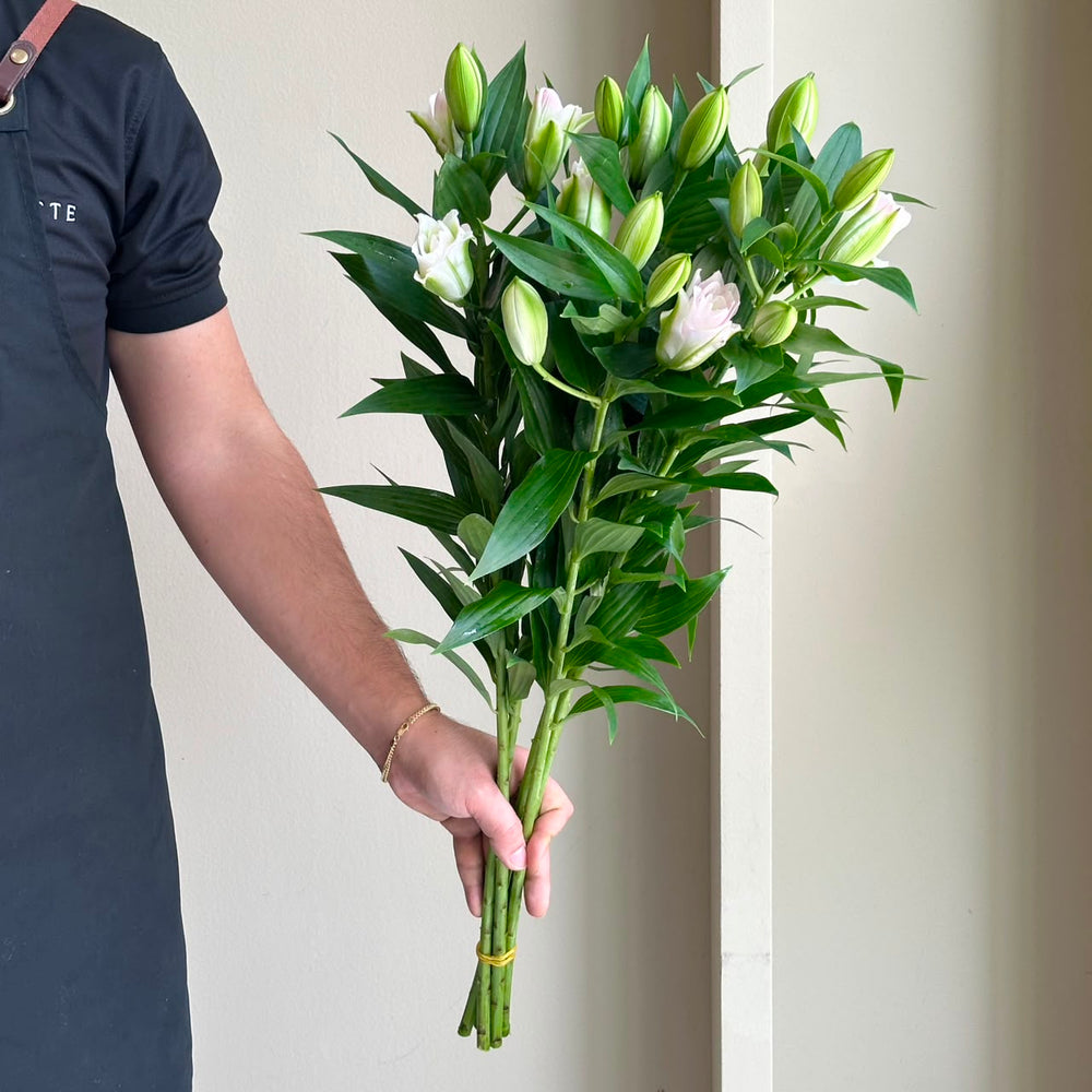 Lilies Oriental Double - Lucky Angel Mini