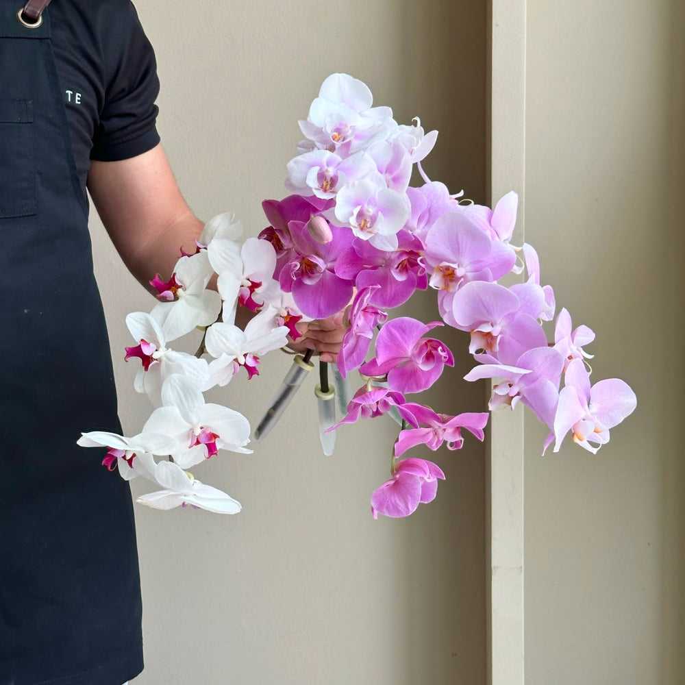 Phalaenopsis Orchid - Pastel Symphony Mix (4 Stem)