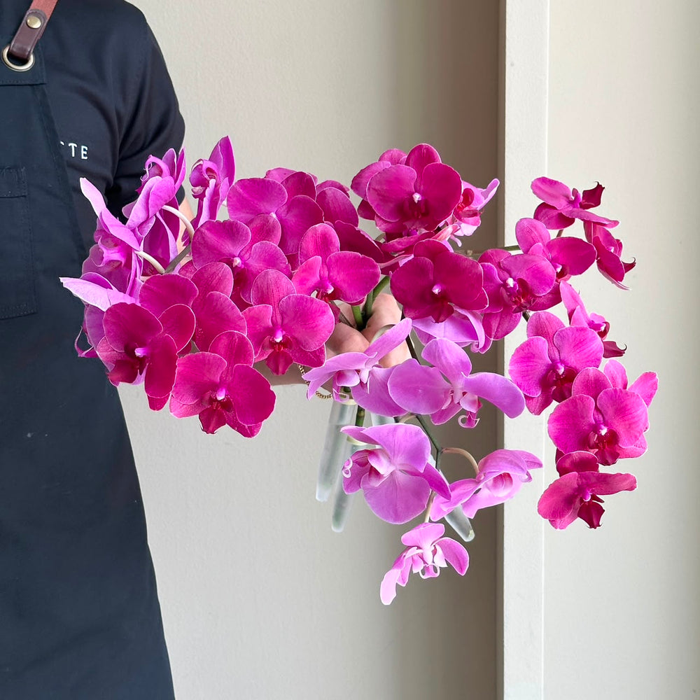 Phalaenopsis Orchid - Fuchsia Fantasy Mix (4 Stem)