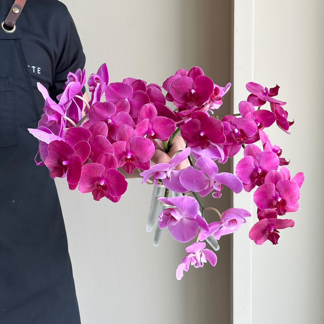 Phalaenopsis Orchid - Fuchsia Fantasy Mix (4 Stem)