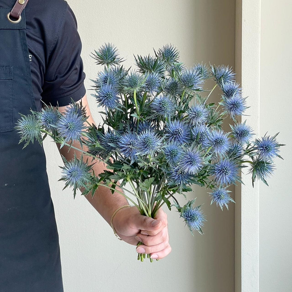 Eryngium Magnetar Questar Blue Mini (15 Stem)