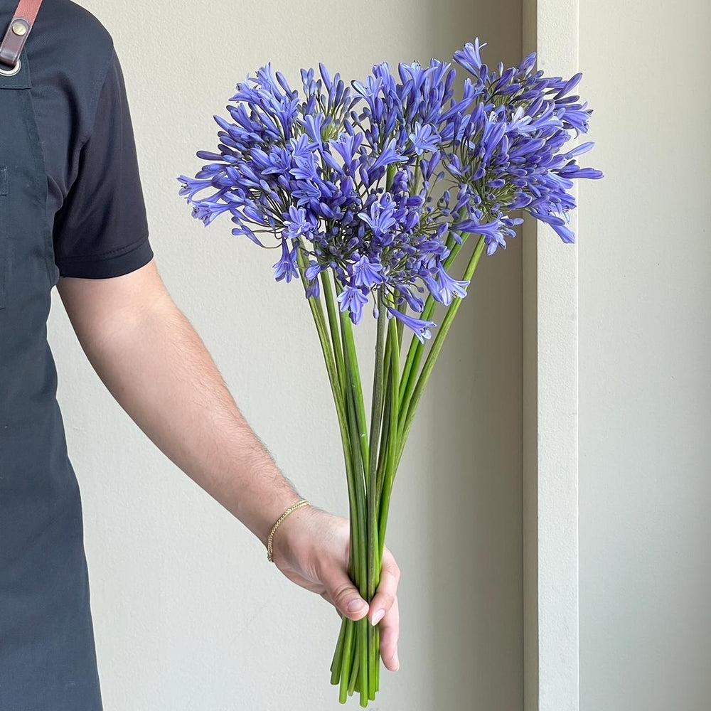 Agapanthus - Dr. Brouwer (15 Stem)